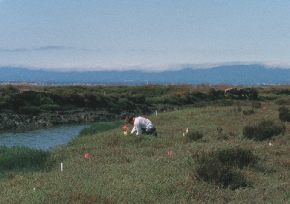 Photo of a dry marshland with creek channels running through it. I am stooped over an instrument, adjusting it, under harsh sun but with foggy clouds in the background.